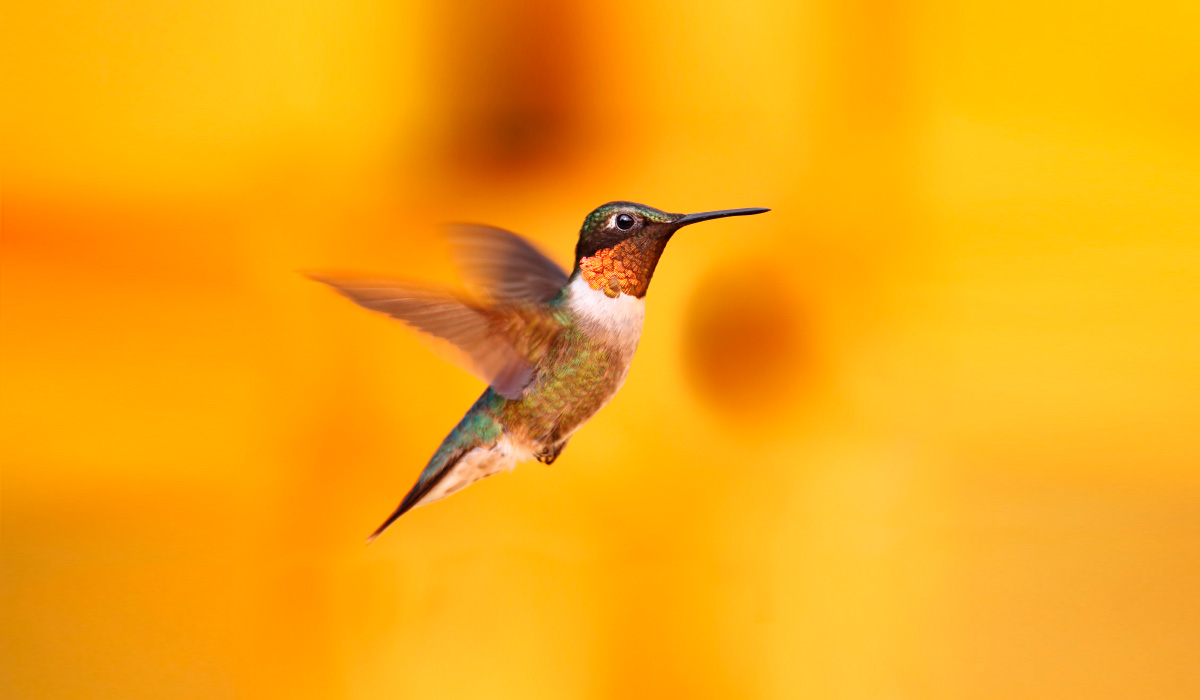 how to survive a hummingbird bite 1200x700