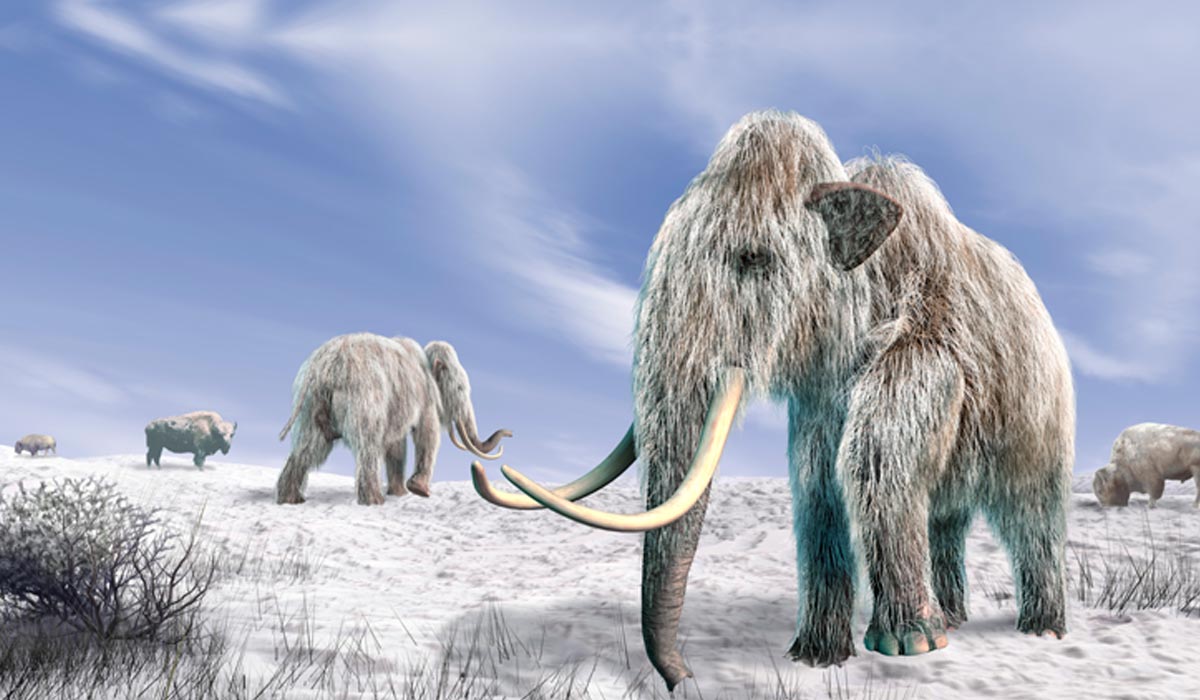 mammoth blog 1200x700